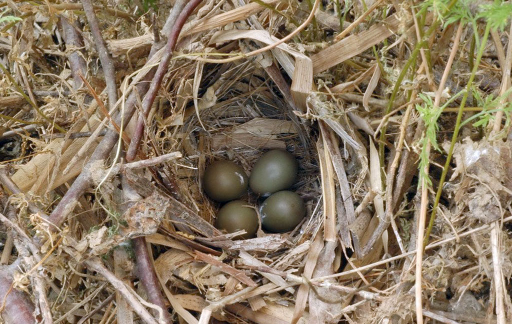 Трели соловья Хафиза и …поэзия Махтумкули
