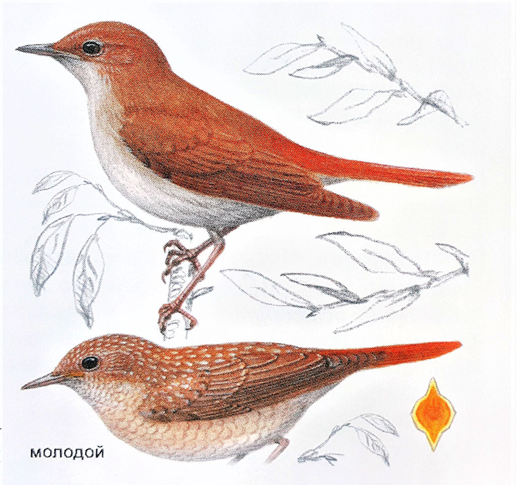 Трели соловья Хафиза и …поэзия Махтумкули