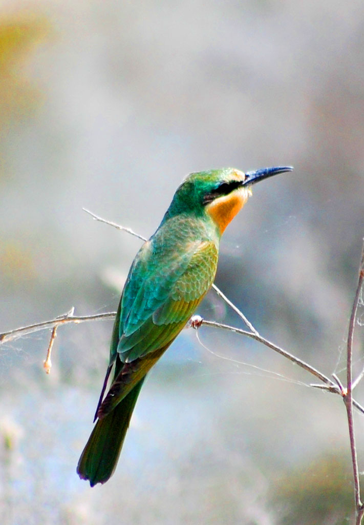Путешествие в заповедный мир туркменской природы: заказник Сарыкамыш