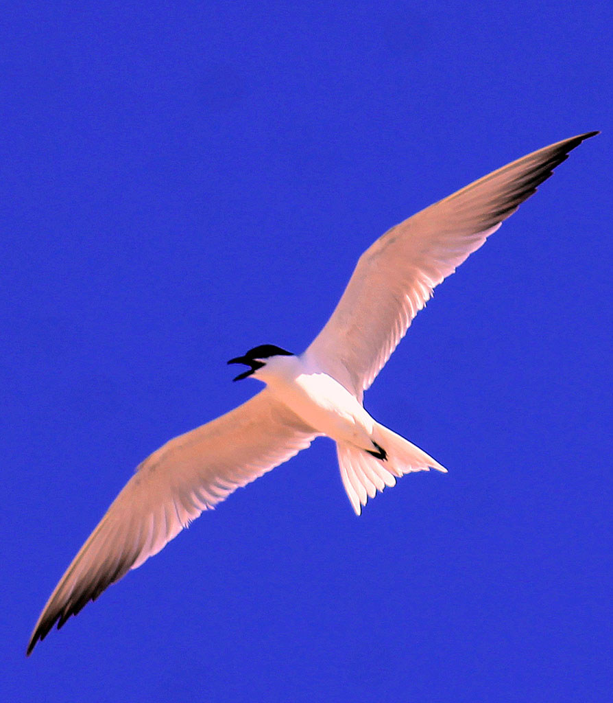  Türkmen tebigatynyň gözellik dünýäsine syýahat: Sarygamyş çäkli goraghanasy  