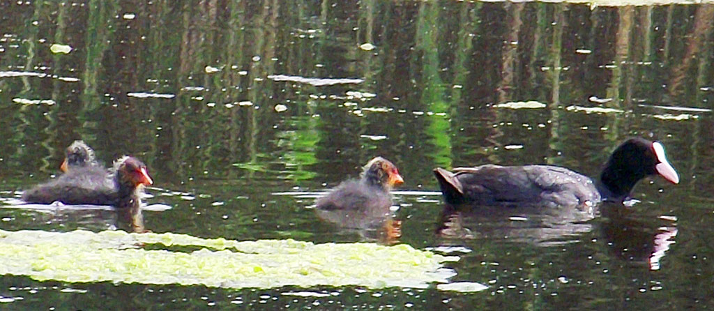  Türkmen tebigatynyň gözellik dünýäsine syýahat: Sarygamyş çäkli goraghanasy  