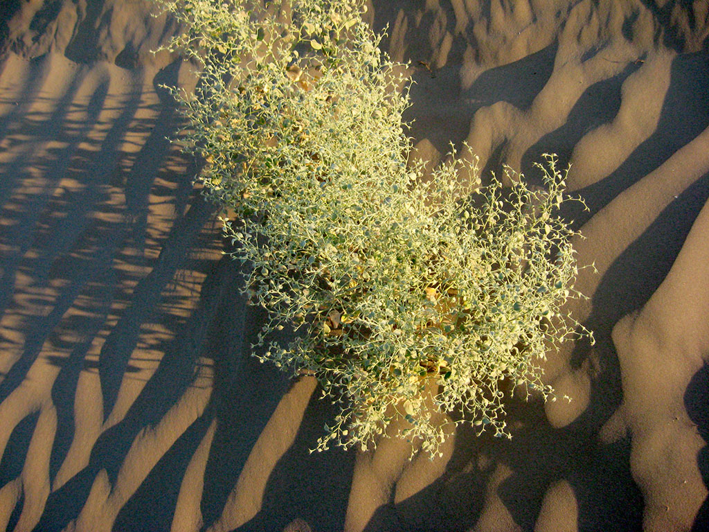 Векторы экологической политики: национальные интересы и международное сотрудничество 
