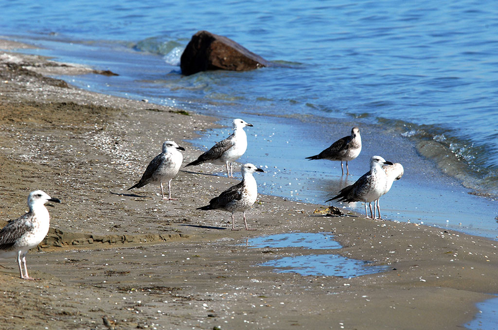Vectors of ecological policy: National interests and international cooperation