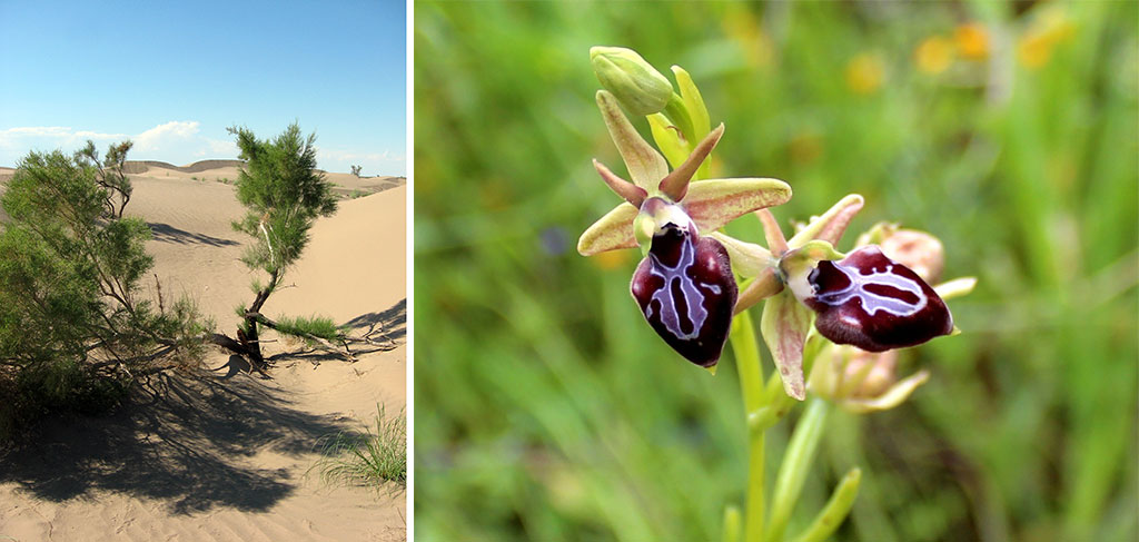 Vectors of ecological policy: National interests and international cooperation