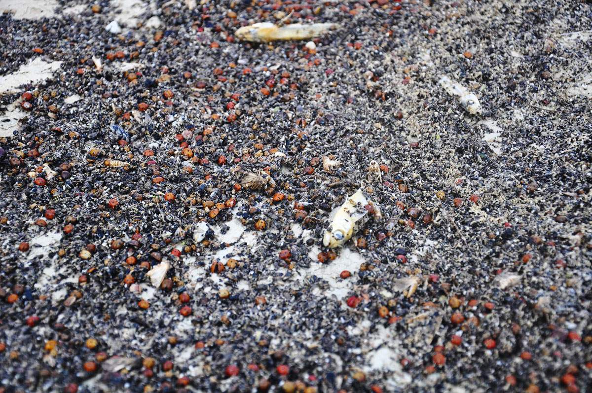 Гарабогазгол: неисчерпаемые богатства залива