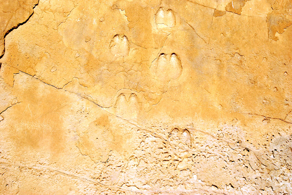 Путешествие по Западному Копетдагу: следы доисторических животных, петроглифы, природные крепости