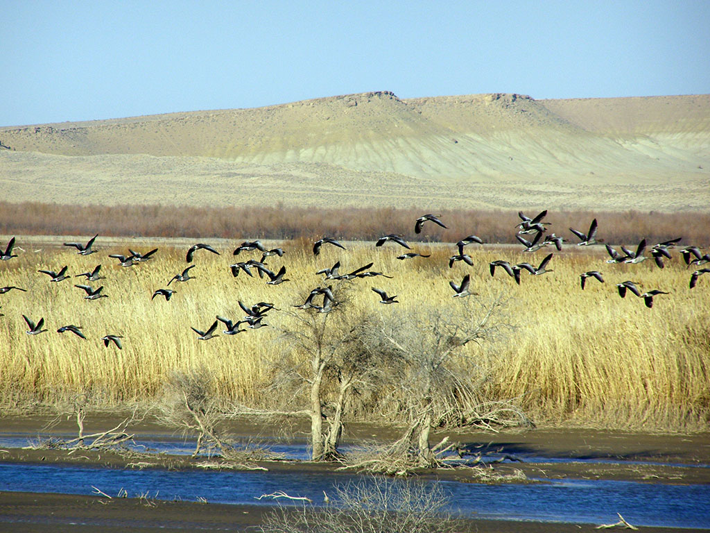 Векторы экологической дипломатии: защита биоразнообразия  