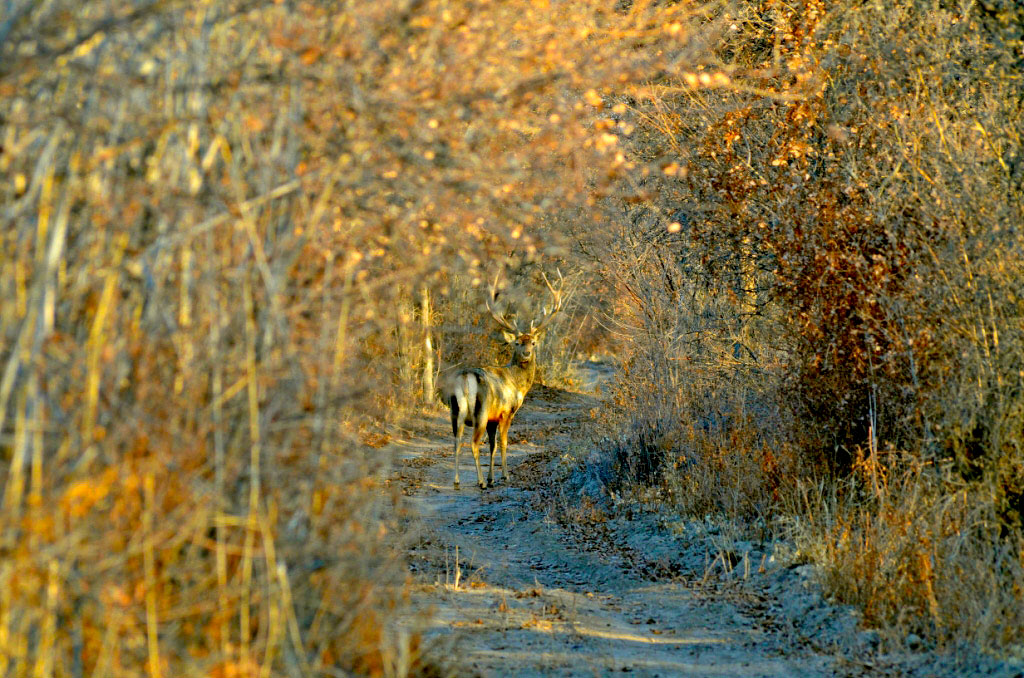 Векторы экологической дипломатии: защита биоразнообразия  