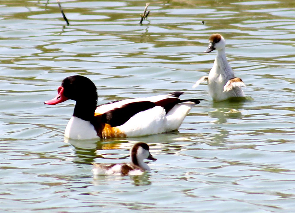 Векторы экологической дипломатии: защита биоразнообразия  