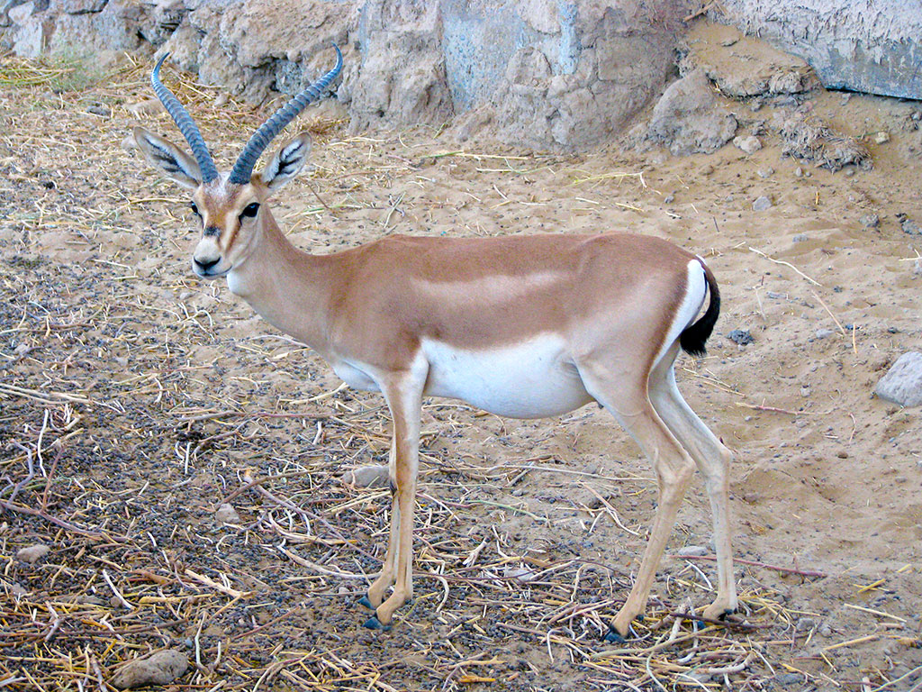 Векторы экологической дипломатии: защита биоразнообразия  