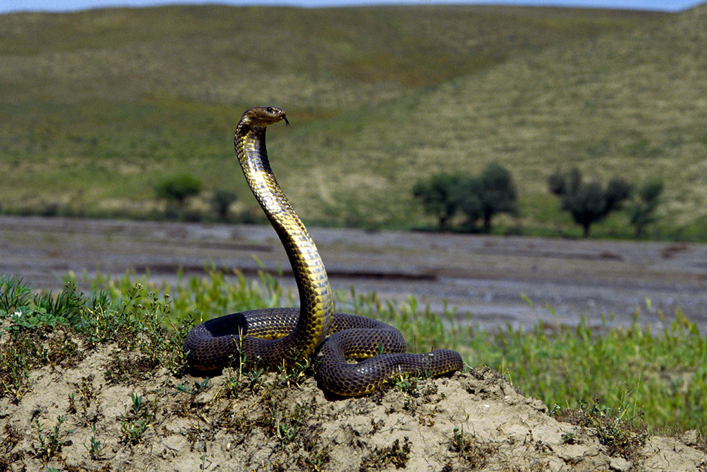 Туркменистан намерен присоединиться к Нагойскому протоколу к Конвенции ООН о биологическом разнообразии