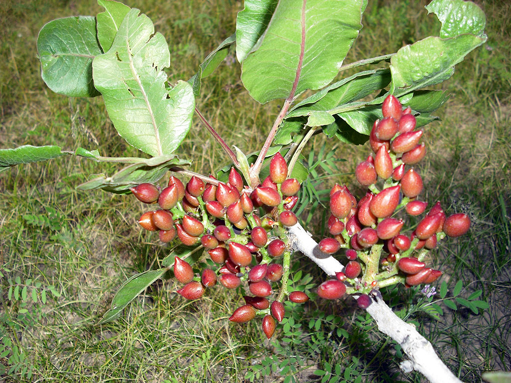 Туркменистан намерен присоединиться к Нагойскому протоколу к Конвенции ООН о биологическом разнообразии