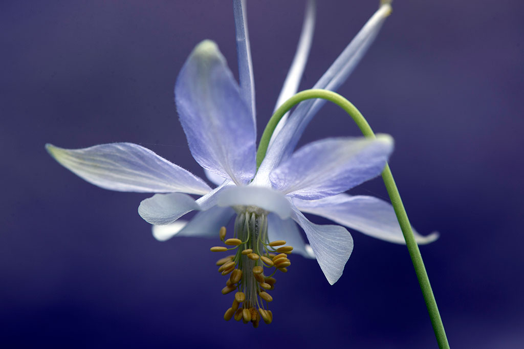 Туркменистан намерен присоединиться к Нагойскому протоколу к Конвенции ООН о биологическом разнообразии