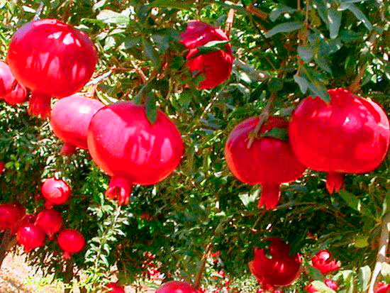 Туркменистан намерен присоединиться к Нагойскому протоколу к Конвенции ООН о биологическом разнообразии