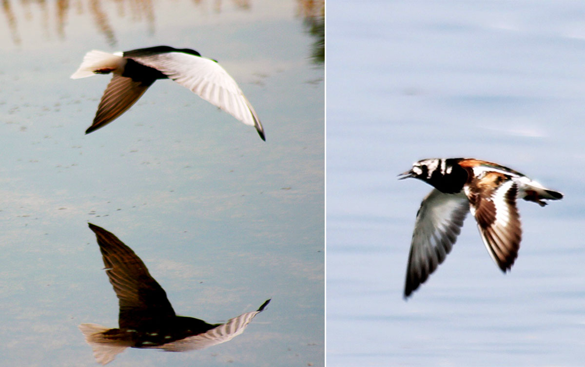 Путешествие в заповедный мир туркменской природы: озеро Сарыкамыш 