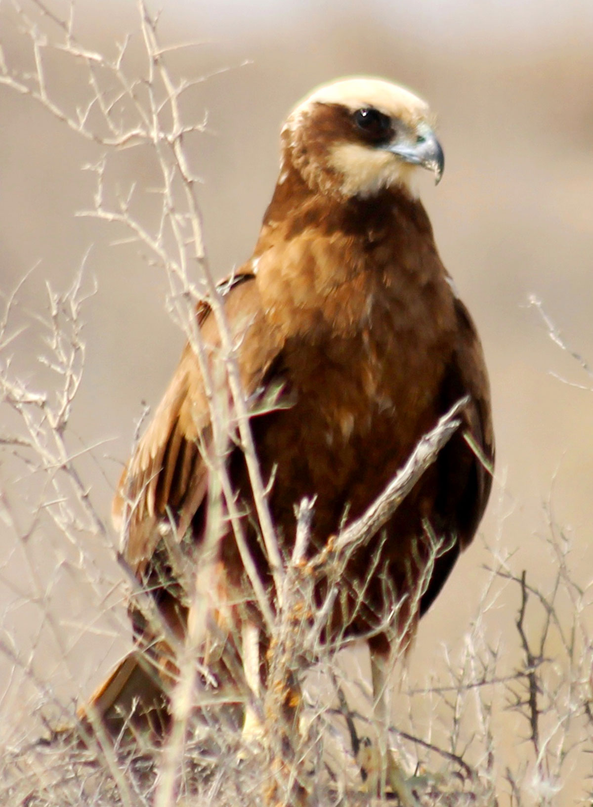 Путешествие в заповедный мир туркменской природы: озеро Сарыкамыш 