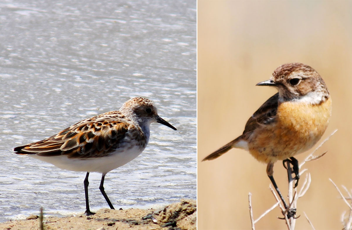 Путешествие в заповедный мир туркменской природы: озеро Сарыкамыш 