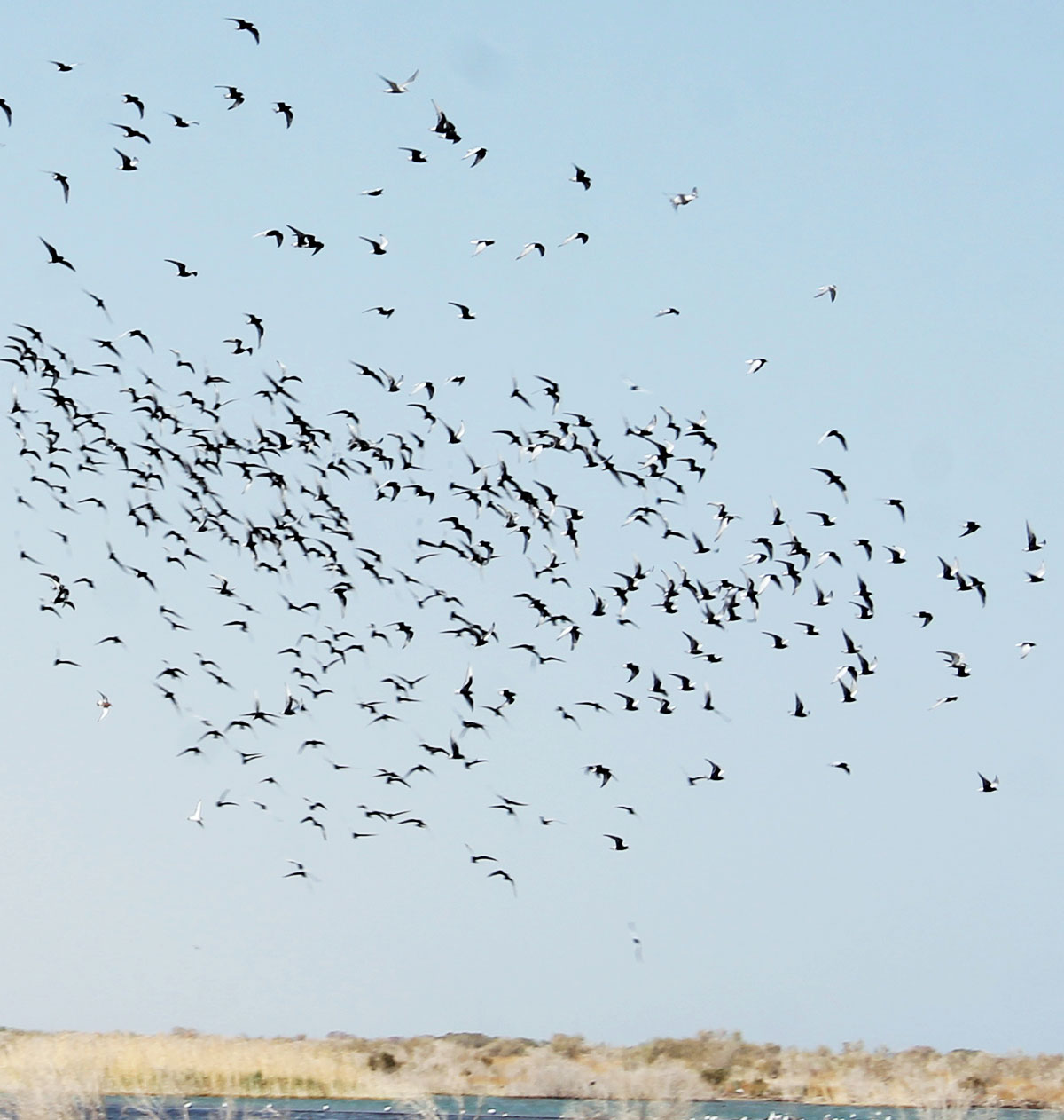Путешествие в заповедный мир туркменской природы: озеро Сарыкамыш 