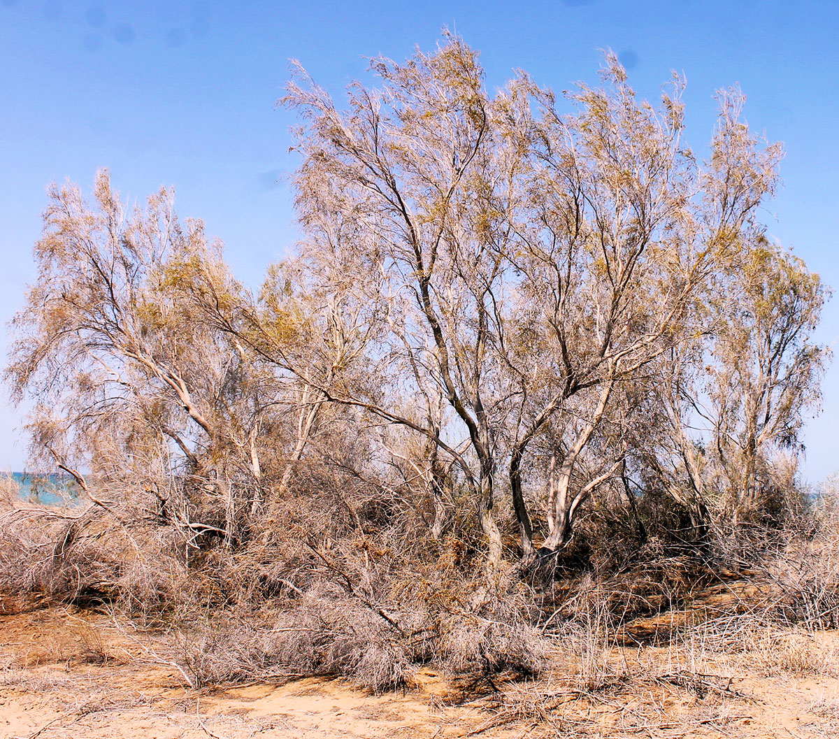 Путешествие в заповедный мир туркменской природы: озеро Сарыкамыш 