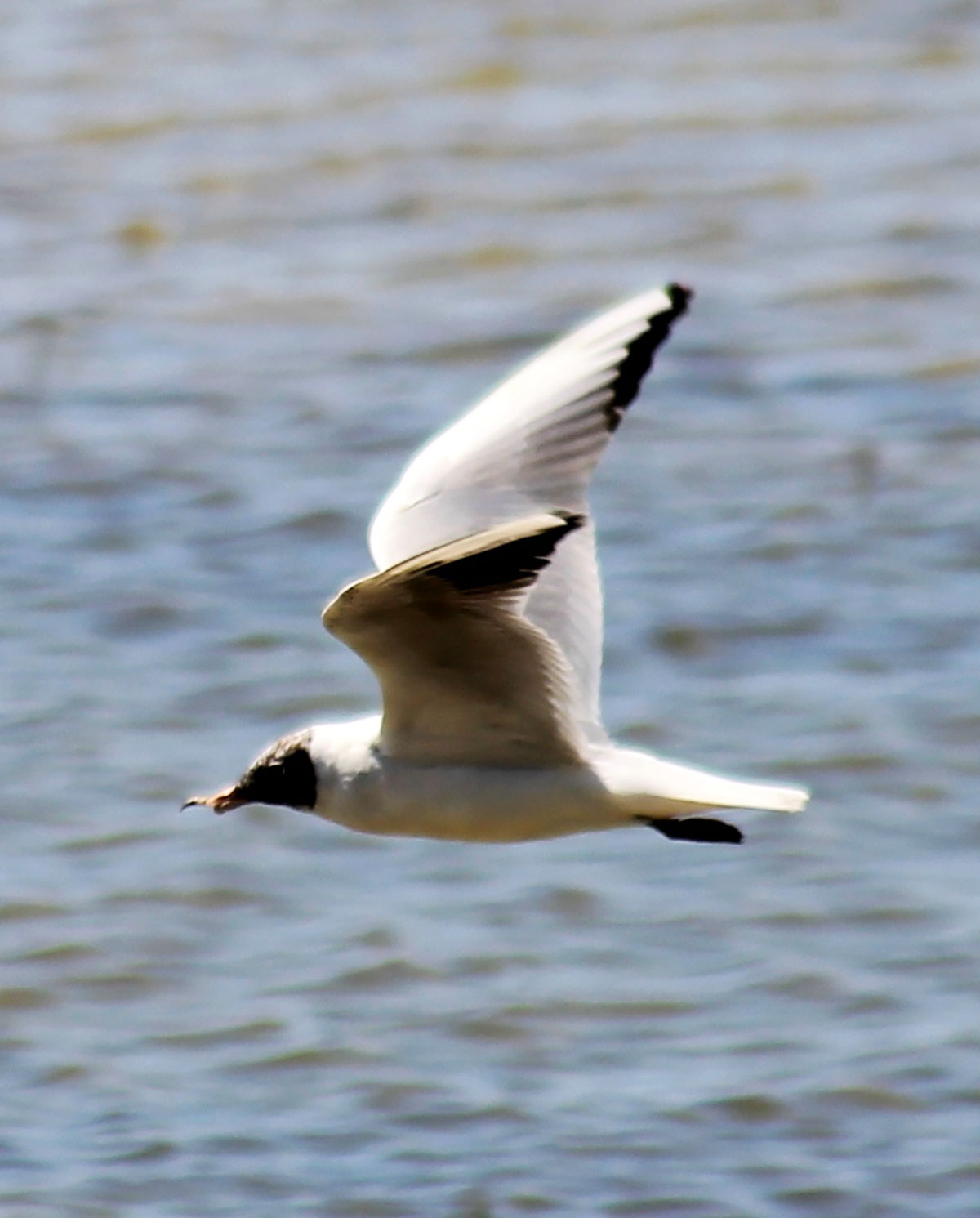Путешествие в заповедный мир туркменской природы: озеро Сарыкамыш 