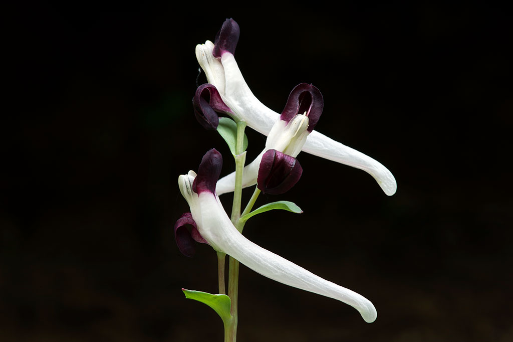 Turkmenistan plans to accede to the Nagoya Protocol to the UN Convention on Biological Diversity 