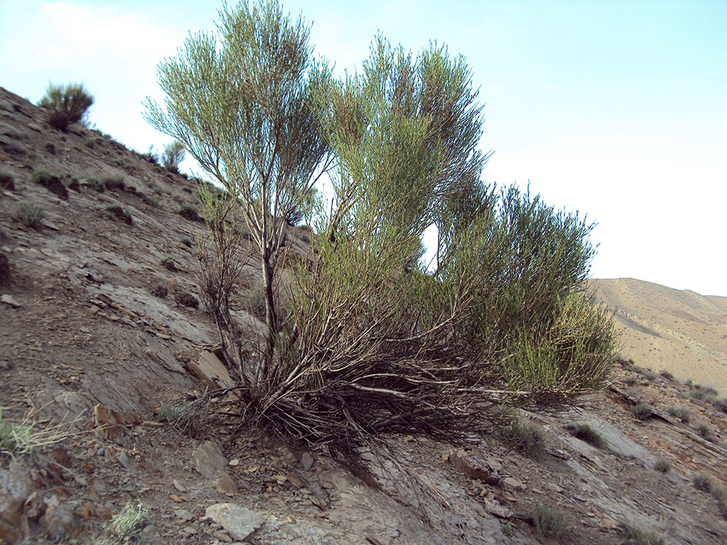 Turkmenistan plans to accede to the Nagoya Protocol to the UN Convention on Biological Diversity 