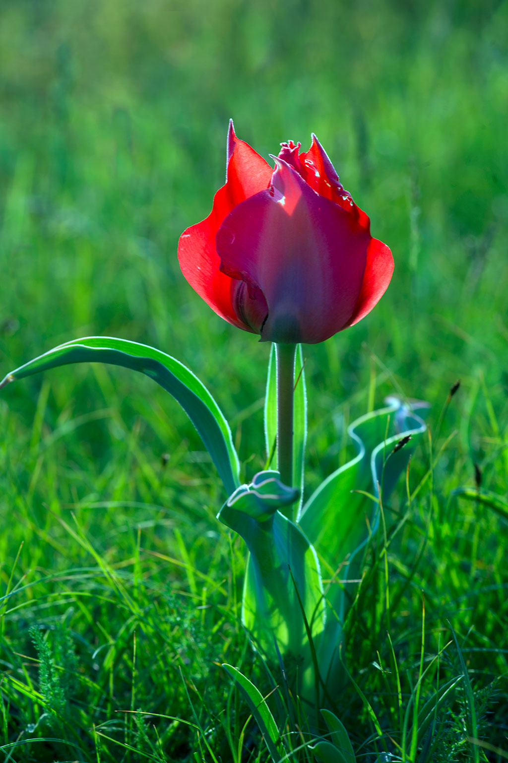 Türkmenistan BMG-nyň biologik köpdürlülik barada Konwensiýasynyň Nagoýa Teswirnamasyna goşulmagy göz öňünde tutýar