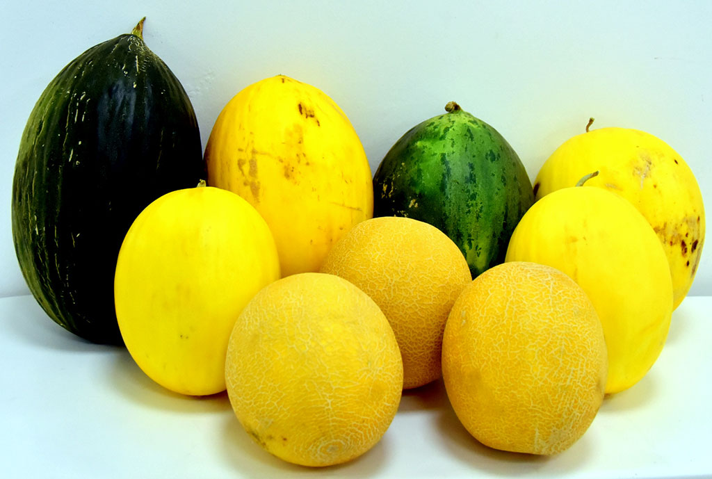 Melon chips from Ter Önum: Diversification of business