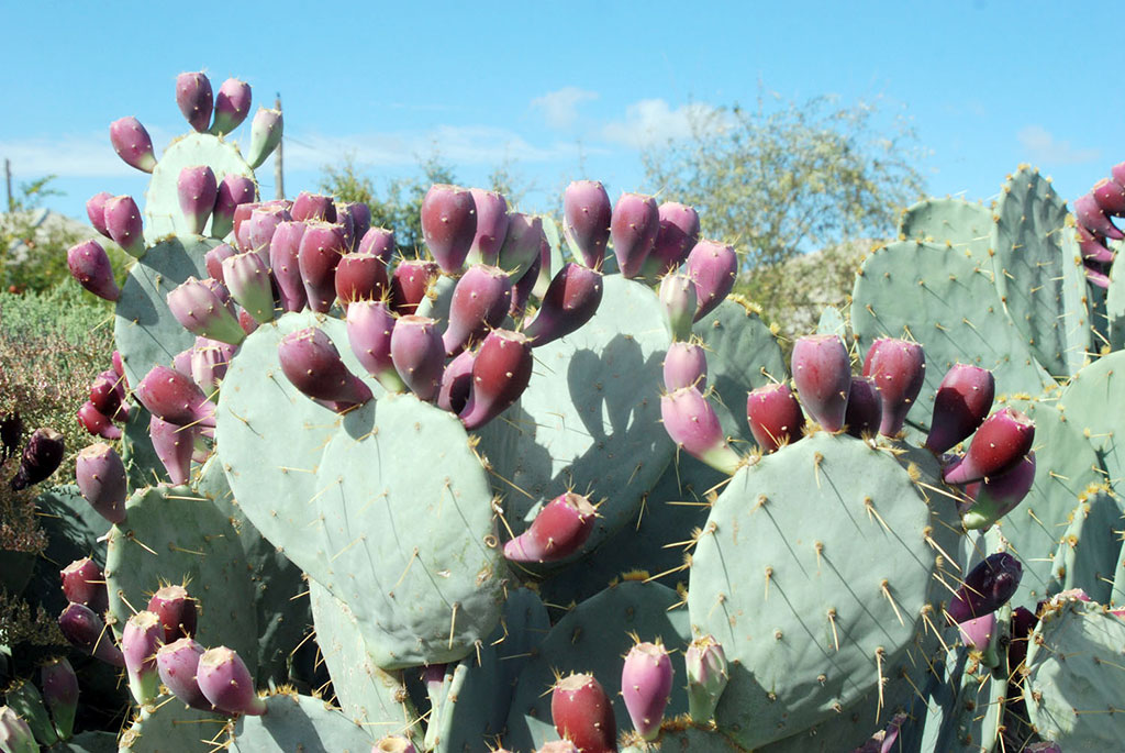 Заповедные уголки туркменской природы: путешествие в Сумбарскую долину 