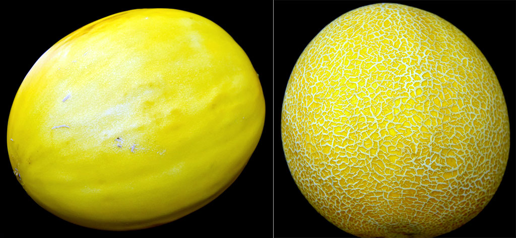 «Ter Önum» HJ-nyň gawun çipsileri: telekeçiligiň diwersifikasiýasy