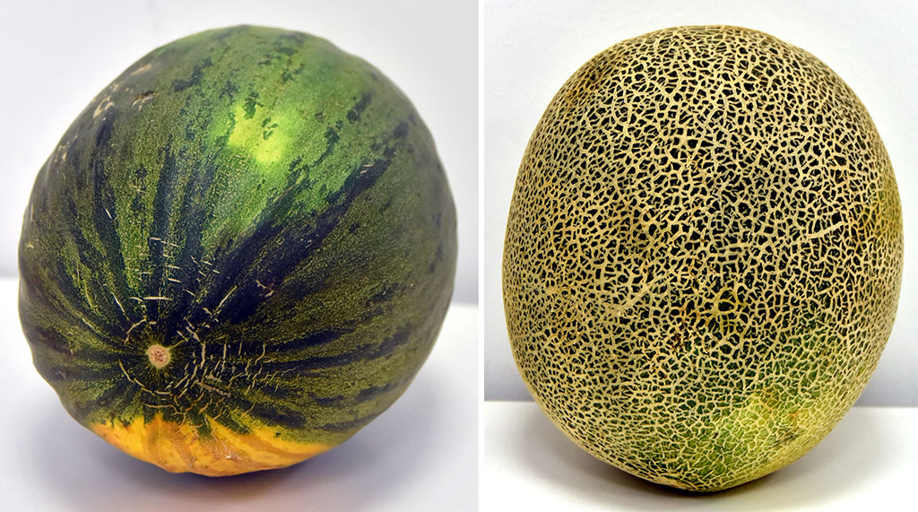 «Ter Önum» HJ-nyň gawun çipsileri: telekeçiligiň diwersifikasiýasy