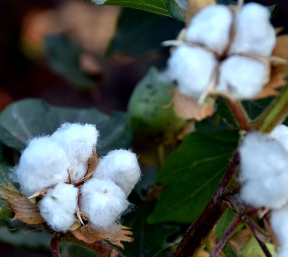 “Ak kerweniň” ak ýoly