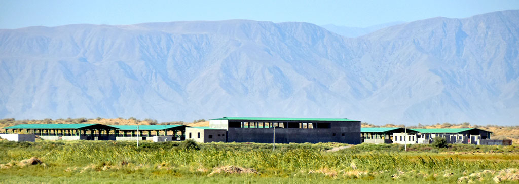 Верблюдоводство: традиции и бизнес-перспективы 