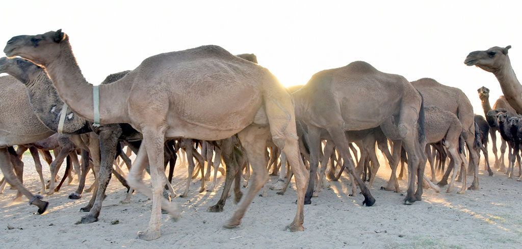 Верблюдоводство: традиции и бизнес-перспективы 