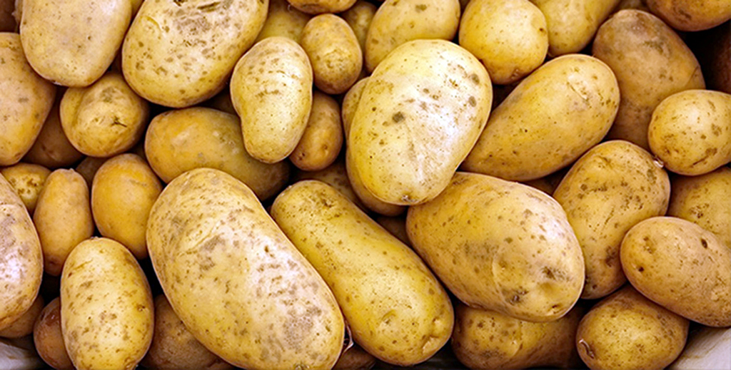 Dashoguz velayat has grown second crop of potatoes this year 