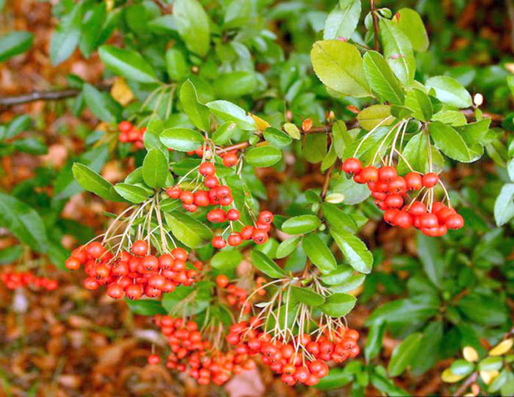 Зеленое ожерелье города