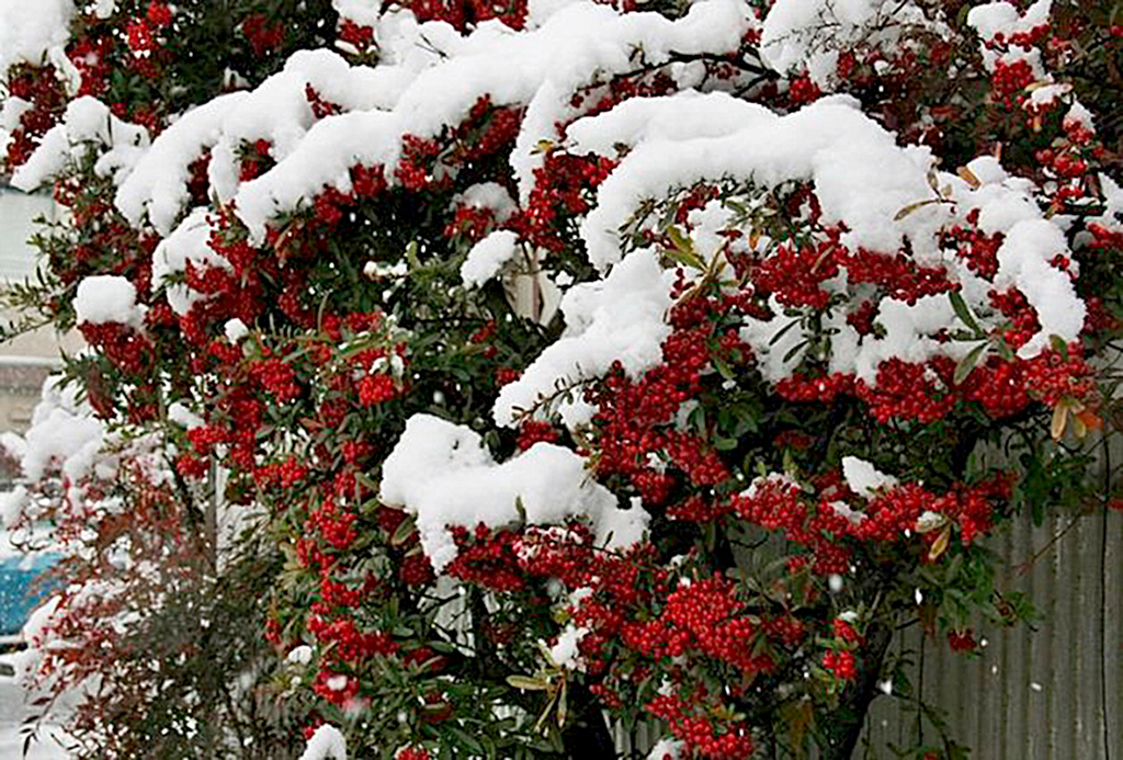Зеленое ожерелье города