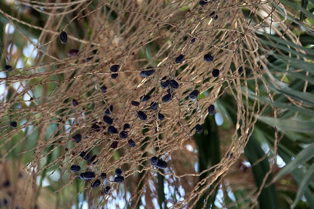 Рождественская звезда не спешит распускаться…