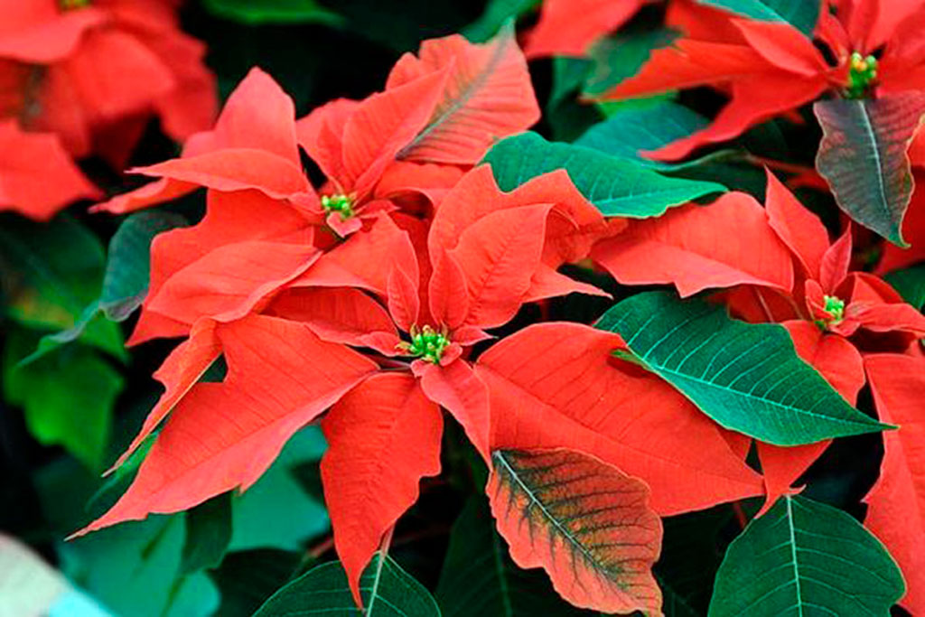 Christmas Star Makes No Haste to Open…