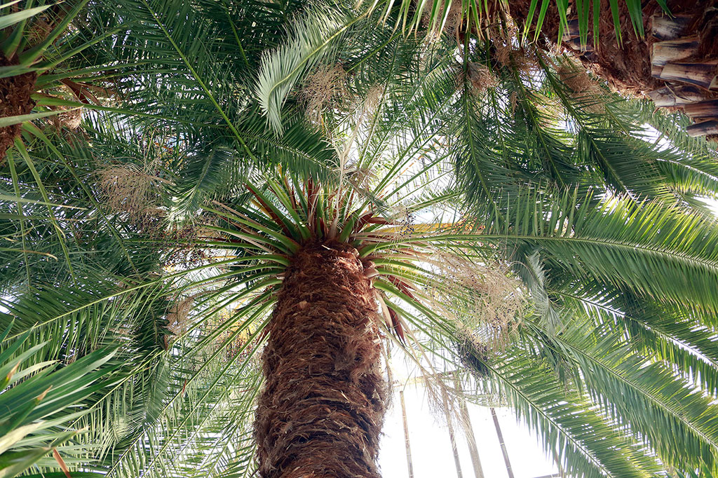 Christmas Star Makes No Haste to Open…