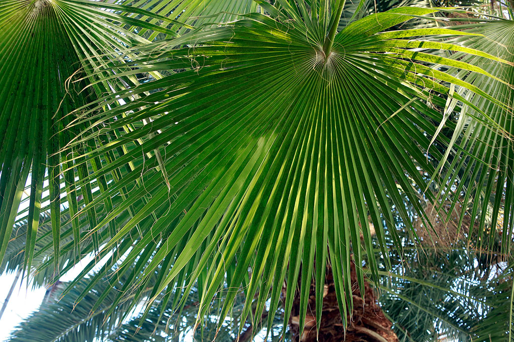 Roždestwo ýyldyzy heniz-ä güllänok 