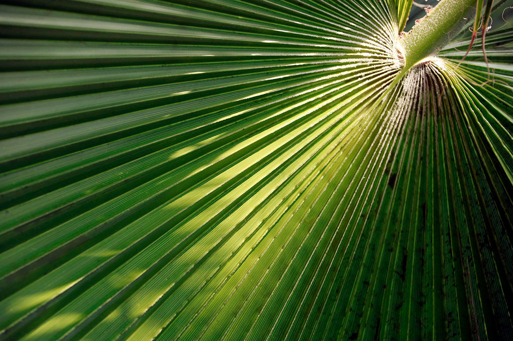 Roždestwo ýyldyzy heniz-ä güllänok 