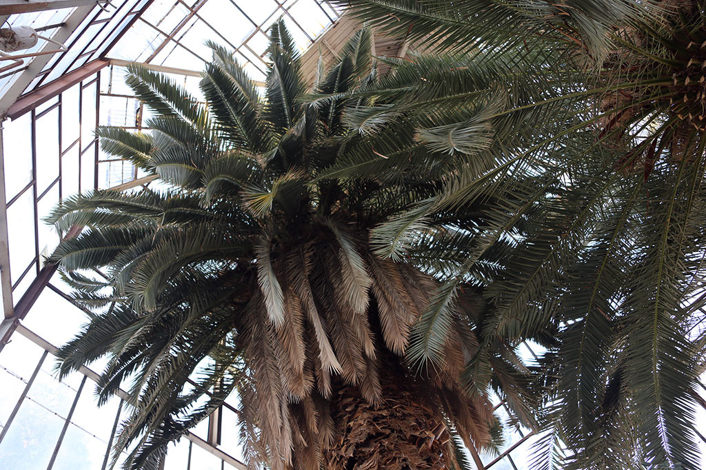 Roždestwo ýyldyzy heniz-ä güllänok 