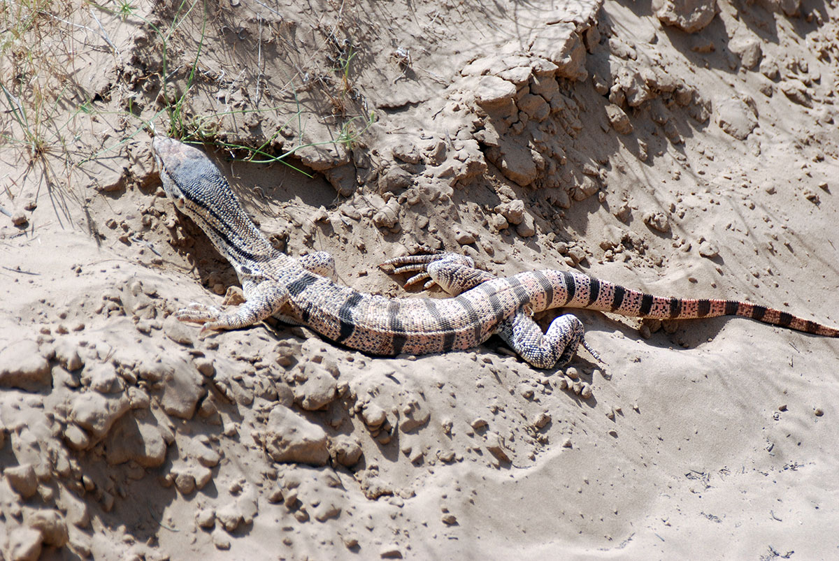 Garagumyň ummasyz baýlyklary